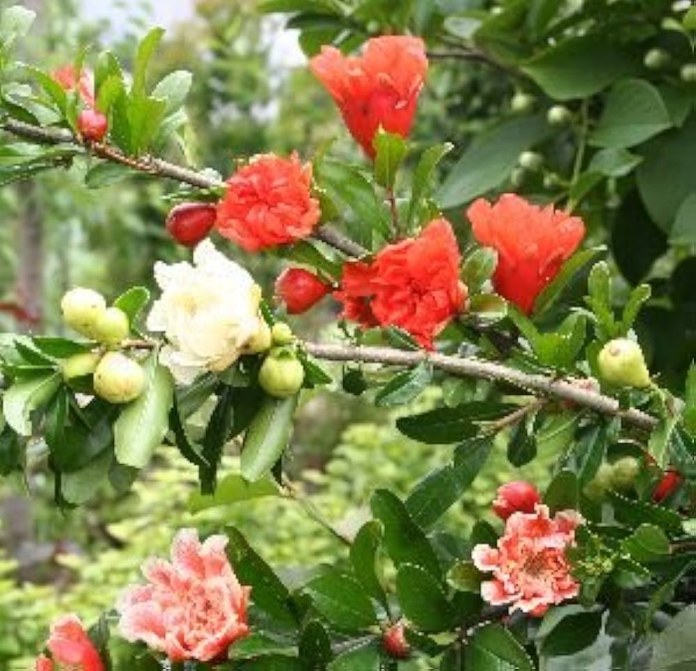 珍しい 花柘榴 特大株 Amazon.co.jp: ザクロ 錦袍榴（キンポウリュウ）：花ざくろ